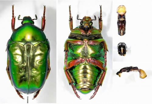 Protaetia fulgidipes